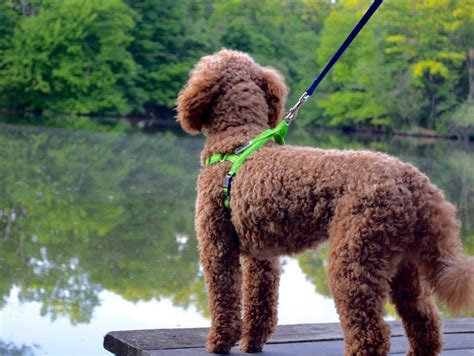 dog harness for toy poodle|best dog collar for goldendoodle.